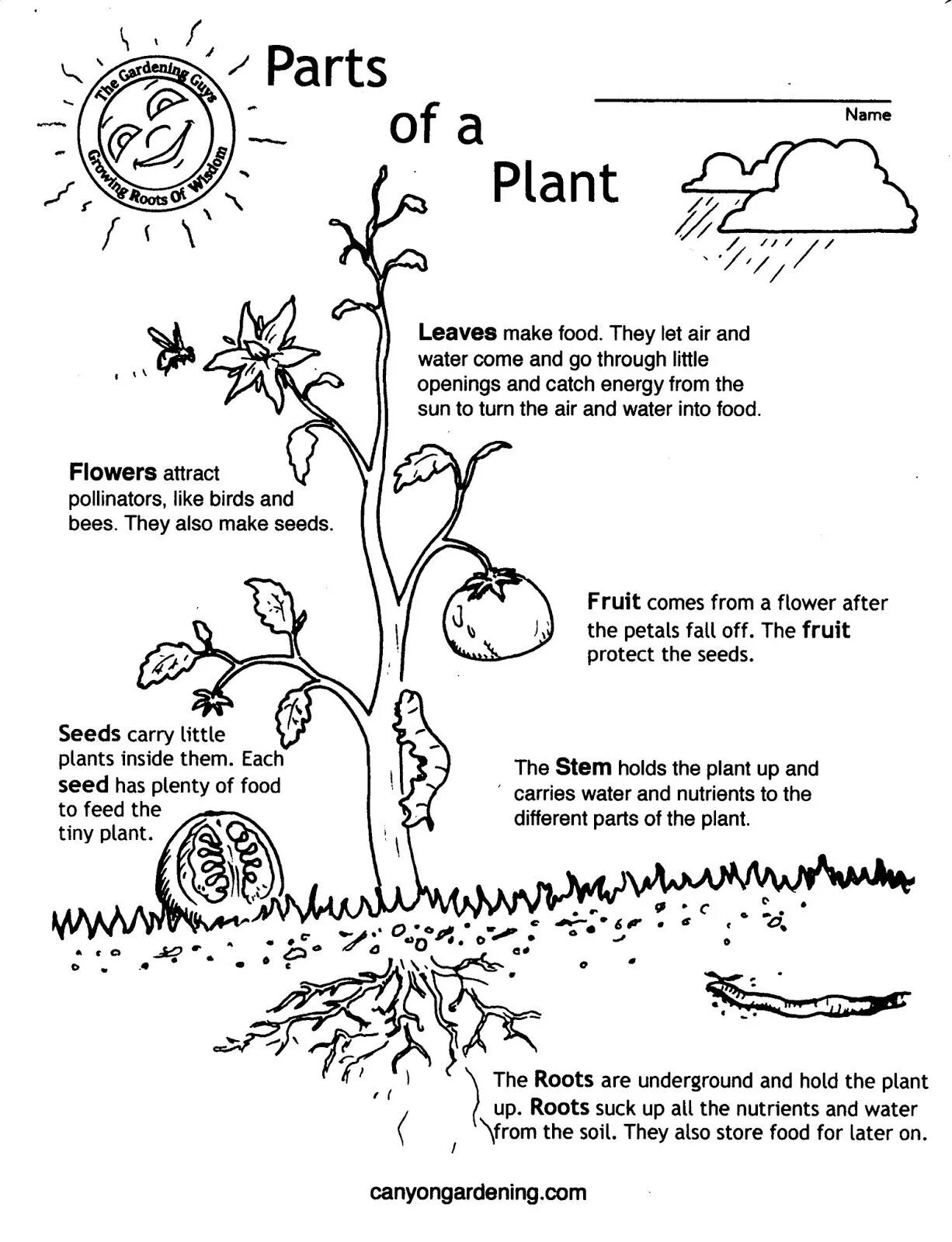 Растения Worksheets for Kids. Parts of the Plant Worksheets. Parts of Plants Worksheets for Kids. Сад Worksheets for Kids. Plants task