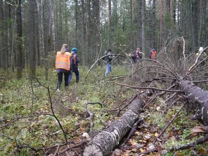 в лесу поиск: 1 тыс изображений найдено в Яндекс Картинках