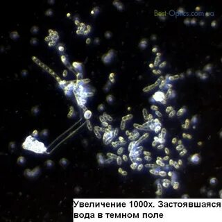 1600 крат