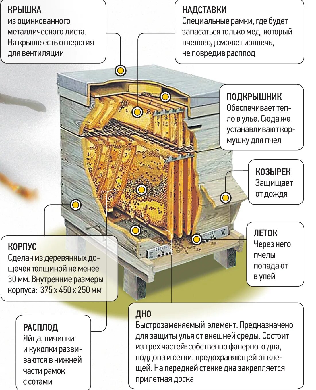 Строение пчелиного улья в разрезе. Строение улья для пчел. Как устроен улей для пчел внутри. Устройство пчелиного гнезда в улье.