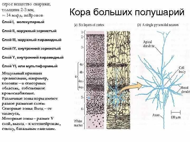 Пирамидные клетки коры. Пирамидные клетки коры больших полушарий функции. Пирамидный слой коры больших полушарий. Толщина коры больших полушарий.