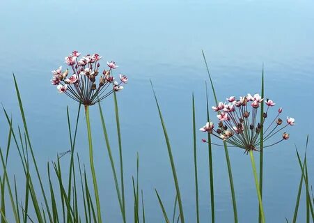 Сусак