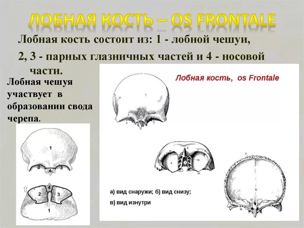 Лобная кость : 1 - чешуя. Строение чешуи лобной кости. Лобная кость вид спереди анатомия. Лобная кость вид снизу и изнутри.