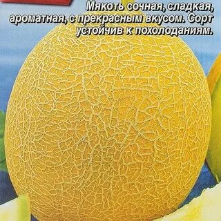 Дыня северная принцесса