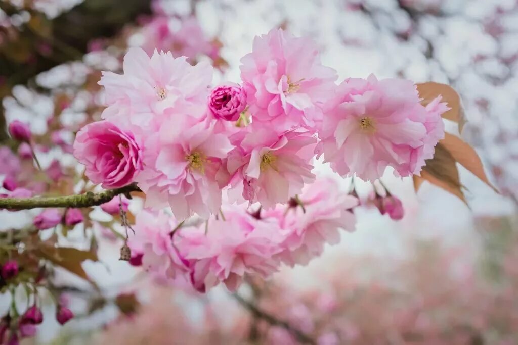 Цветение. Правописание слова расцветать. Дикий абрикос в забайкалье. Учись у весны расцветай. Разцвести или расцвести как.