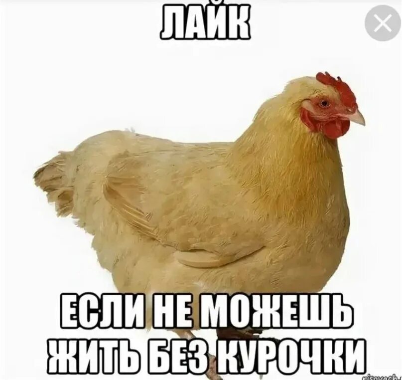 Неважно выглядишь. Курица. Курица Мем. Мемы с курицей. Я курица.