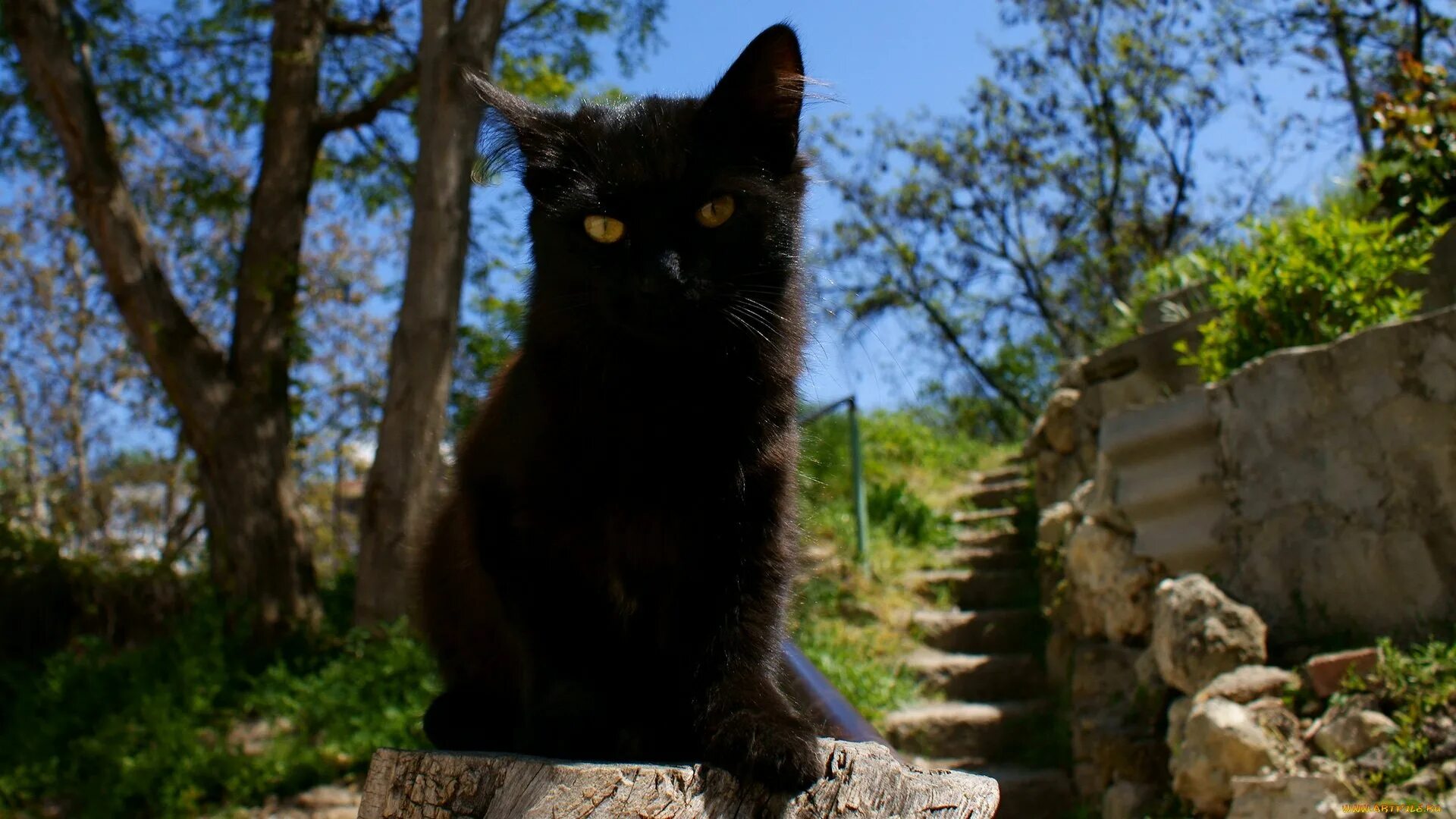 Чёрный кот. Черная кошка на природе. Грациозная черная кошка. Кот на развалинах. Черные кошки 10