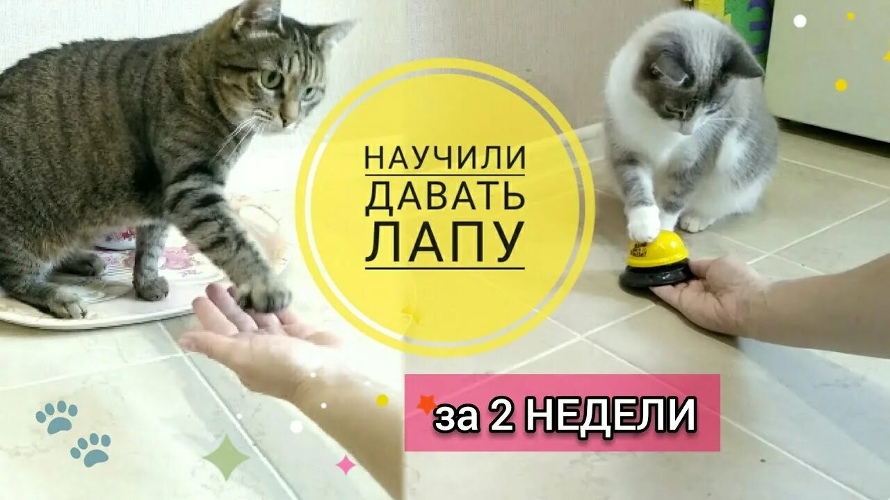 Команда лапки. Дрессировка кошек. Команды для кота. Команда котов. Как дрессировать кошку.