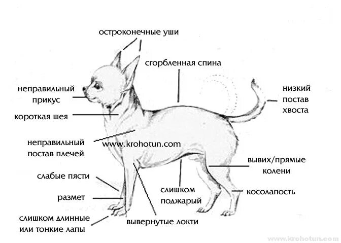 Где находится порода. Чихуа стандарт породы. Чихуахуа экстерьер правильный. Стандарты собак породы чихуахуа. Чихуахуа мини стандарты породы.