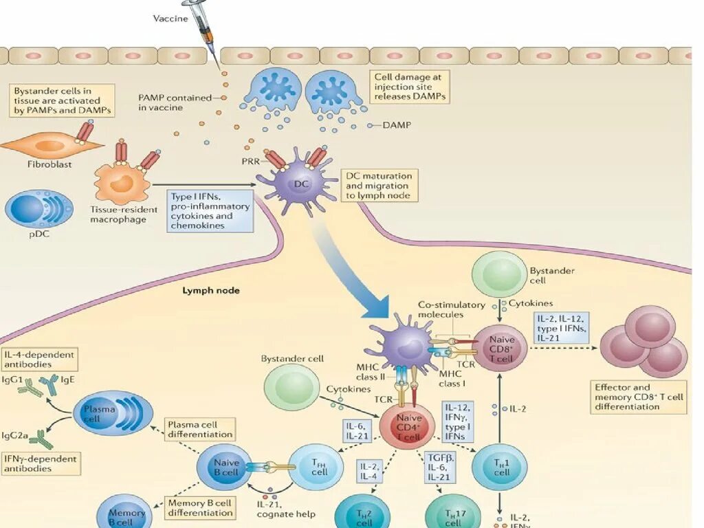 Активация иммунного ответа. Вторичный иммунный ответ схема. Первичный иммунный ответ схема. Клетки памяти гуморального иммунного ответа. Первичный клеточный иммунный ответ.