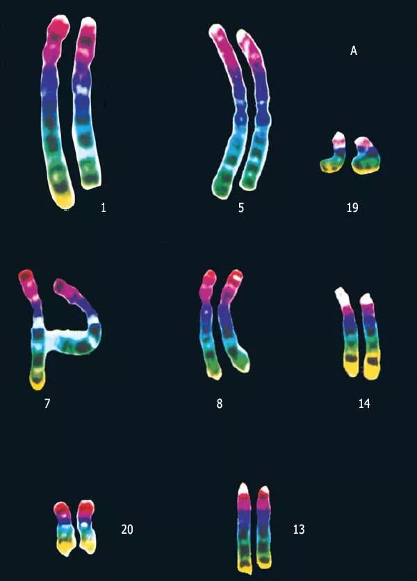 Selfish gene книга. Ген c kit. Дарвин днк. Дарвин днк. Дарвин днк.