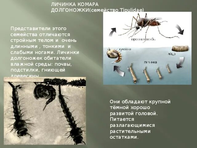 Представляют ли опасность для человека личинки таежного. Личинка комара долгоножки. Личинка комаров рост комаров. Личинки комаров долгоножек. Личинка комара долгоносика.