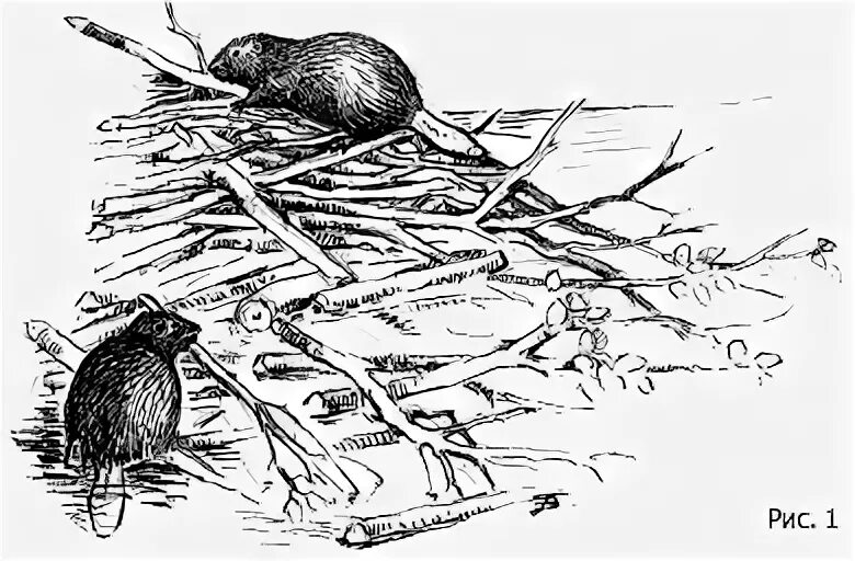 Бобров е б. Бобры. Плотина Бобров иллюстрация. Бобры раскраска. Бобры строят плотину рисунок.