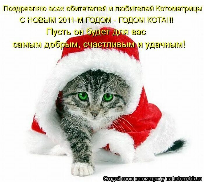 Родились в год кота. Поздравление с новым годом кота. Кот и новый год Котоматрица. С наступающим годом кота. Поздравление с новым годом Котоматрица.