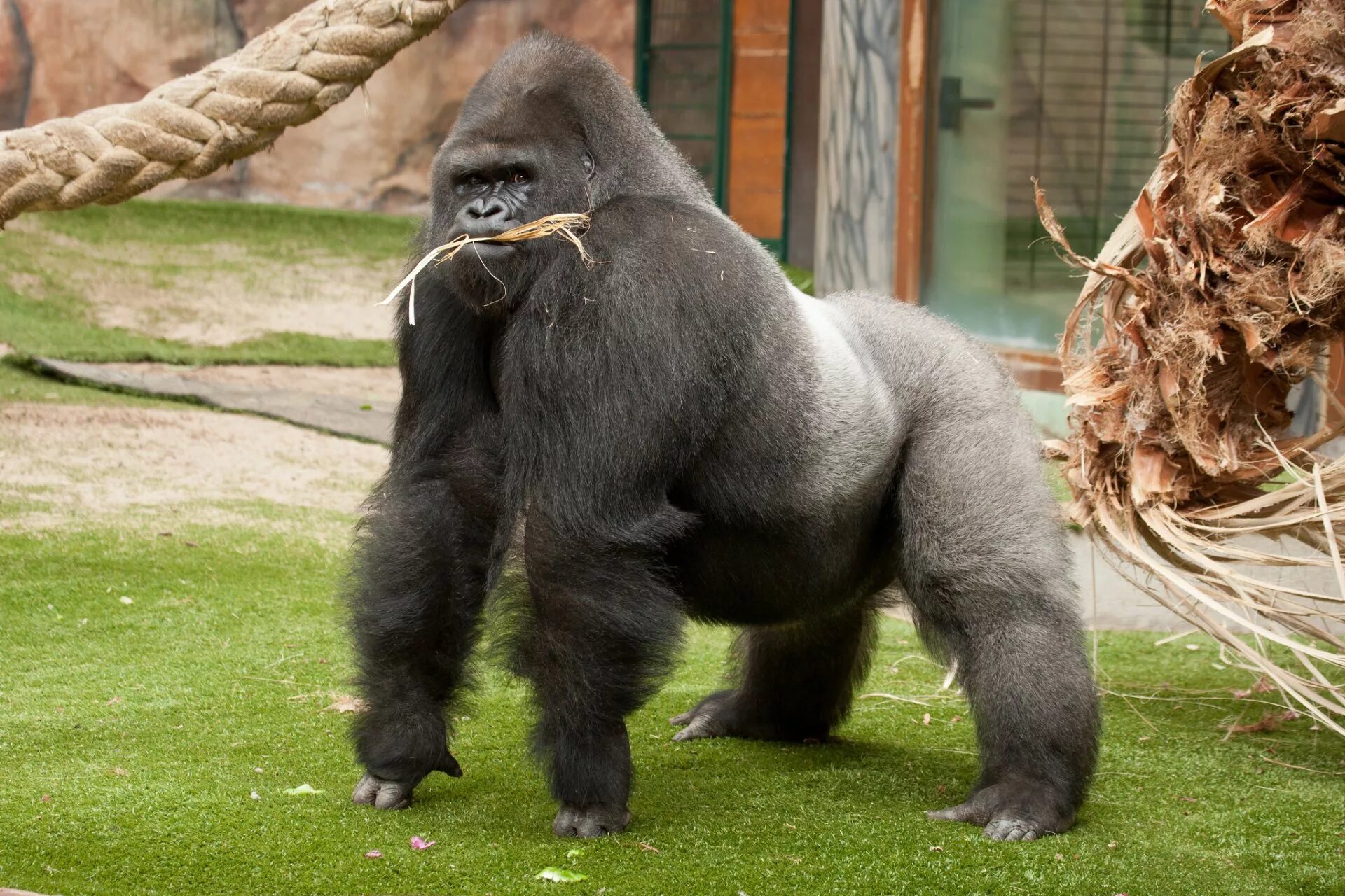 Gorilla animal. Горилла. Сильвербэк горилла. Горилла, самец. Обезьяна горилла.