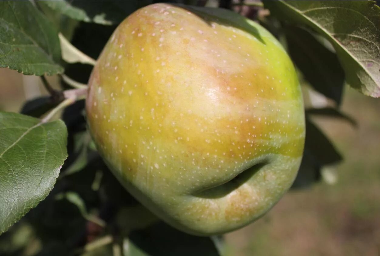 Яблоня ф1. Сорт яблони слава мичурина. Форум народные сорта яблонь. Яблоня народное исаева. Яблоня сорт народное.