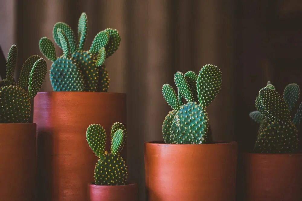Cactus dg. Пабло Кактус. Кактус Строблем. Кактусы Геншин. Мексиканский Кактус домашний.