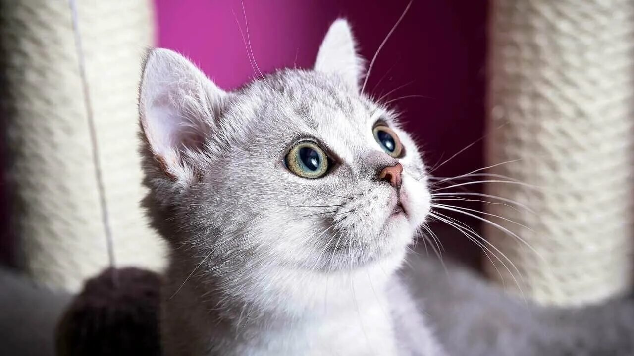 Кошки маленькие белые. Кошка освещение. Кошка лайт. Рыжий котёнок. Кошка свет.