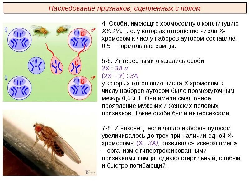 Сколько аутосом содержится у человека. Хромосомное определение пола. Генетика пола. Хромосомный механизм определения пола. Хромосомное определение пола у человека схема.