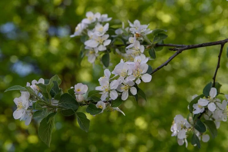 яблоневый дым. белых яблонь дым средство. яблоня папировка цветение. не зову не плачу все пройдет как белых яблонь дым. цветущий сад яблонь дым.