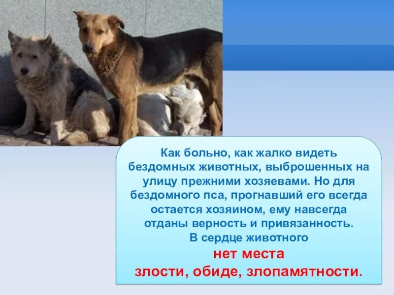Как он не виден животным