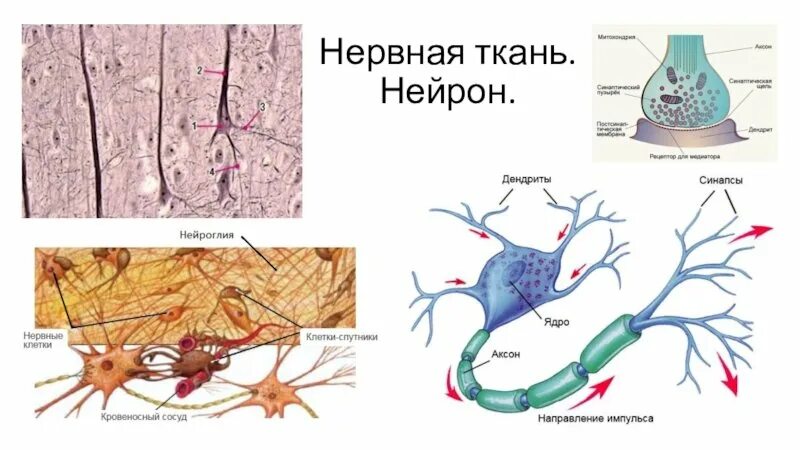 Строение нервной ткани животных. Нервная ткань. Классификация нейронов схема. Нервная ткань функции и строение и местонахождение. Нервная ткань рисунок.