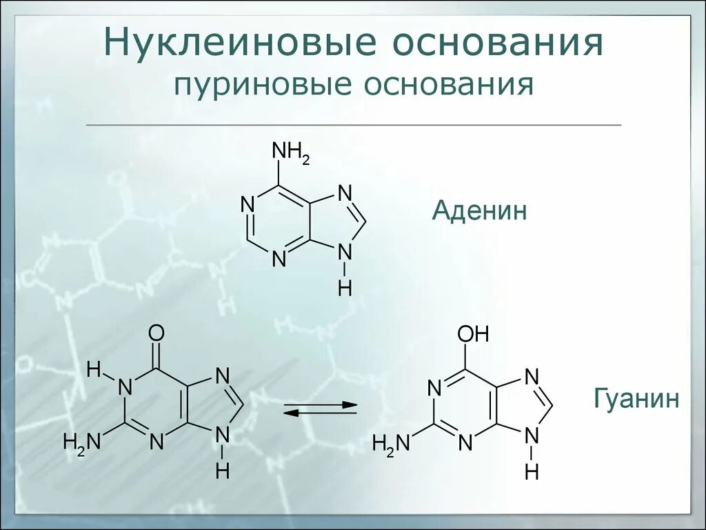 Основания нуклеиновых кислот. Пиримидиновые нуклеиновые основания. нуклеиновые основания: пуриновые (аденин,гуанин).. аденин и гуанин пуриновые основания. нуклеиновые основания пуриновые и пиримидиновые основания.