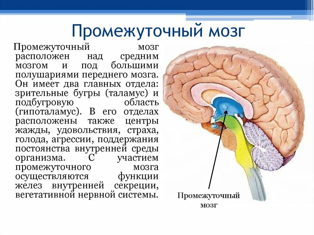 Основные структуры промежуточного мозга. Промежуточный мозг строение. Строение промежуточногомощга. Промежуточный мозг отделы и функции.