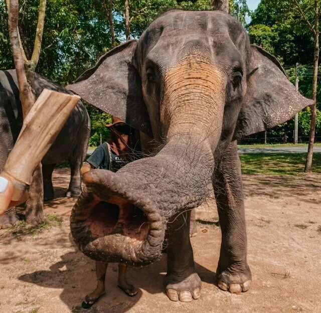 Phuket elephant sanctuary. Phuket elephant sanctuary