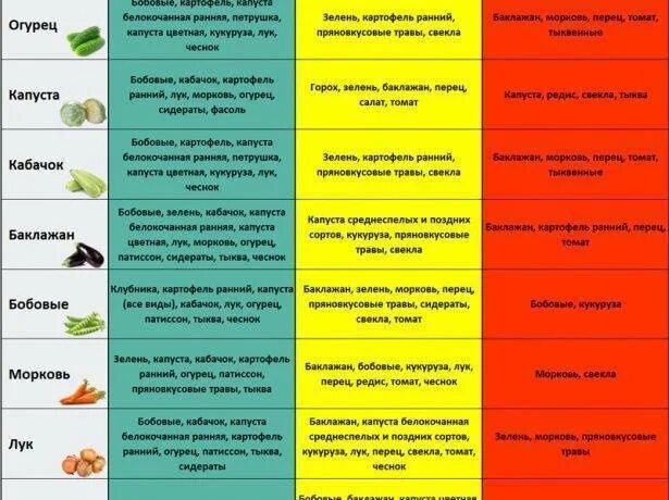 Морковь после капусты. Сидераты предшественники овощных культур таблица. После чего сажать лук таблица севооборота. Таблица предшественников овощей. Лучшие предшественники для земляники.