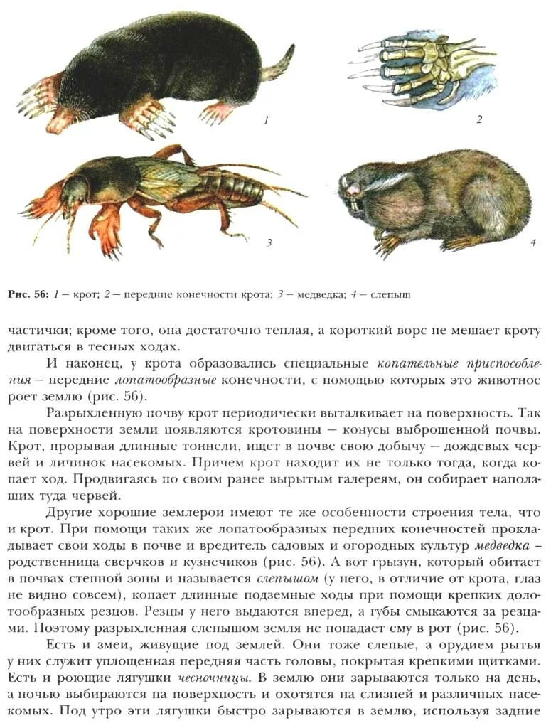 Крот слепыш медведка. Конечности крота и медведки. Роющие конечности крота. Передние конечности крота и медведки.