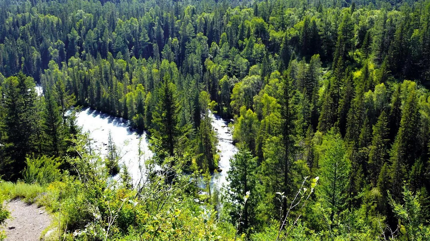 сибирские леса самые. сибирский лес сибирская тайга летом. восточносибирская тайга реки. сибирские леса самые. сибирский лес сибирская тайга летом.
