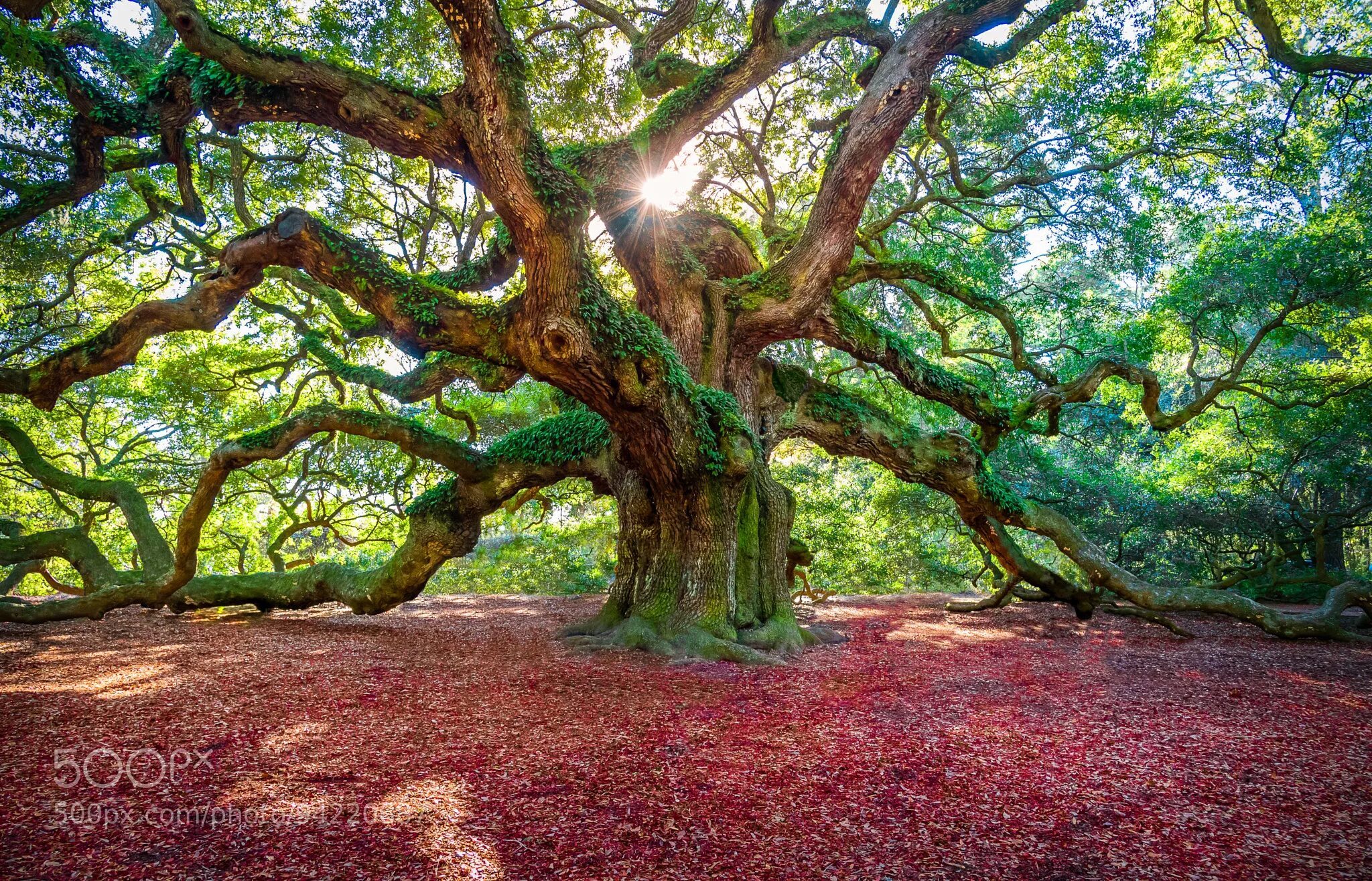 дуб черешчатый раскидистая крона. похутукава. дуб aurea дерево. ветвистое дерево. Oak moka дерево.