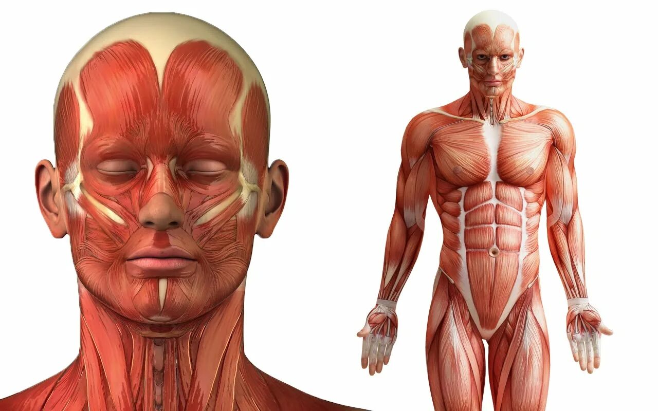 Анатомия человека. Мышцы человека. Тело человека анатомия. Human structure