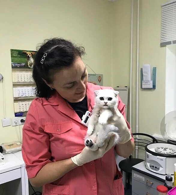 Лучшие ветеринары в москве. Стационар в ветеринарной клинике. Ветклиника на подгорном. Оборудование ветеринара. Ветклиника на подгорном.