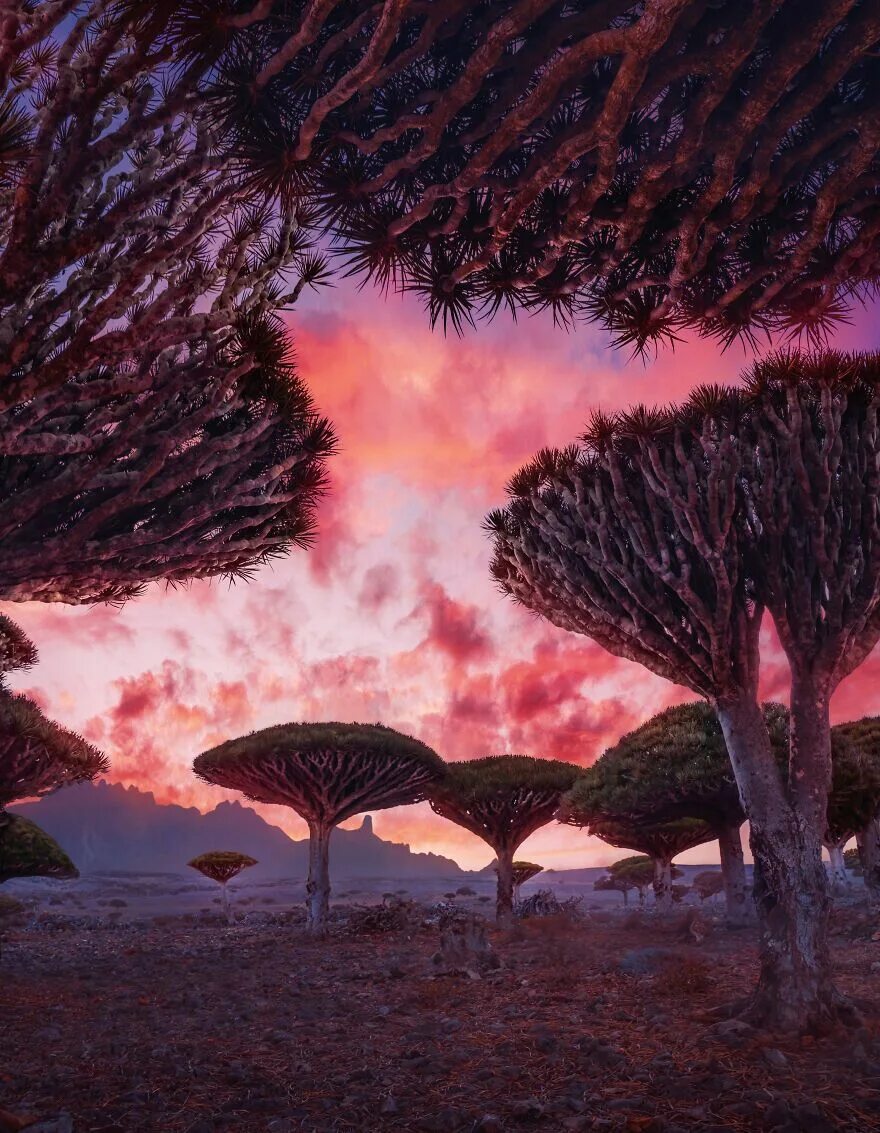 Сокотра остров деревья. Драконовые деревья на острове Сокотра. Остров Сокотра Йемен. Сокотра (Мухафаза).