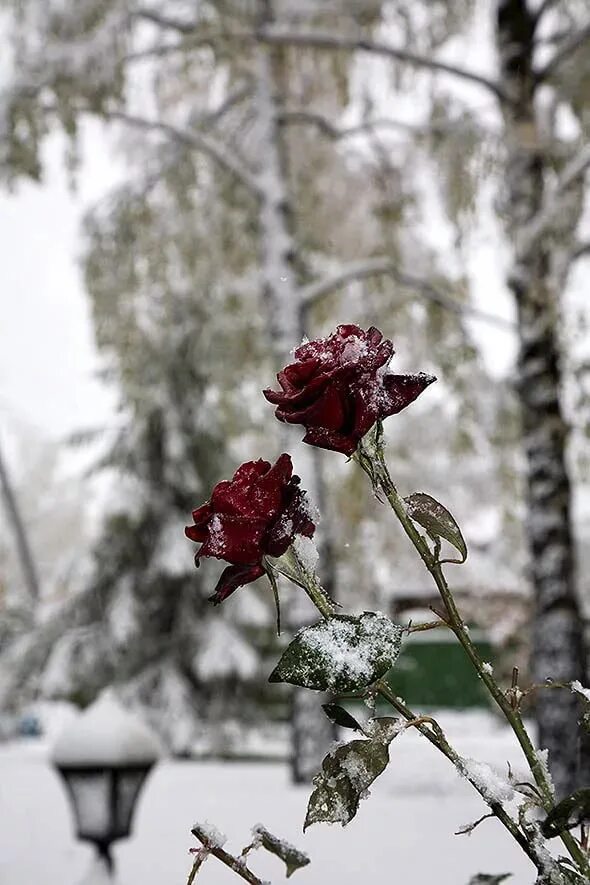 Зимние цветы. Цветы зимой. Красные цветы на снегу.