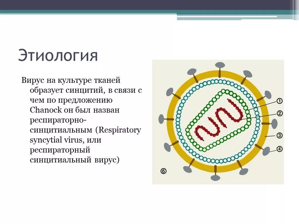 Syncytial virus. РС вирус. Респираторно-синцитиальный вирус человека. Структура респираторно-синцитиального вируса. Респираторно-синцитиальная инфекция этиология.