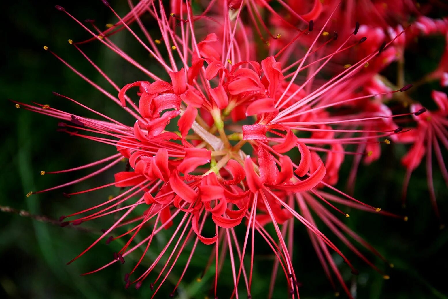 Ред спайдер. Спайдер литые. Red Spider Lily. Spider Lily ft. Seeds of Red Spider Lily.