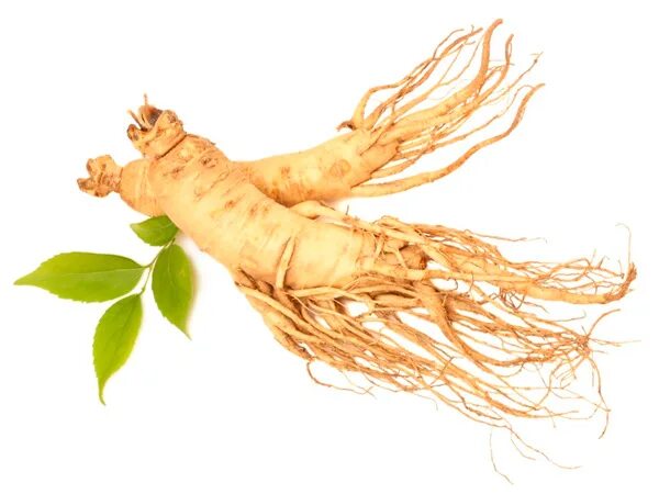 Имбирь фото. Женьшень и имбирь. Женьшень имбирь. Женьшень имбирь. Корень продукт.