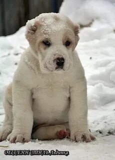 Алабай бойцовская