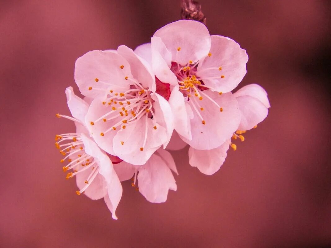 Cherry blossom купить. Сакура черри блоссом. Черри блоссом цветок. Черри блоссом цветет. Cherry Blossom цветы.