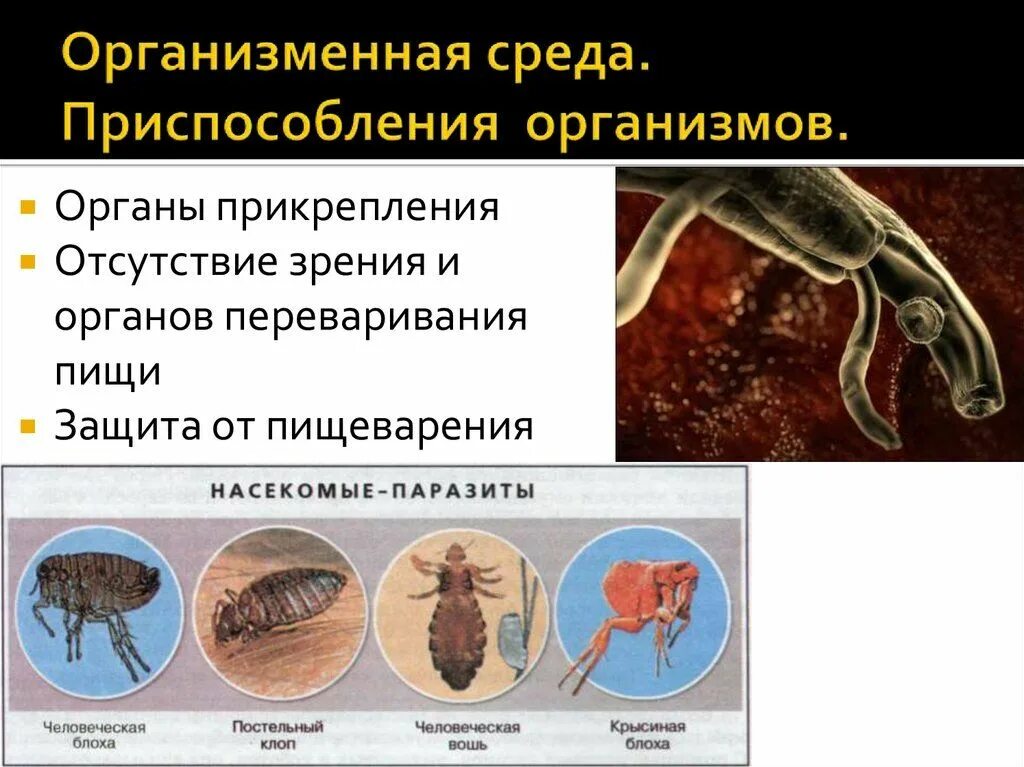 Организменная жизнь условия. Организменная среда приспособления организмов. Представители организменной среды обитания. Организменная среда приспособления организмов к среде обитания. Организменная среда среда обитания.