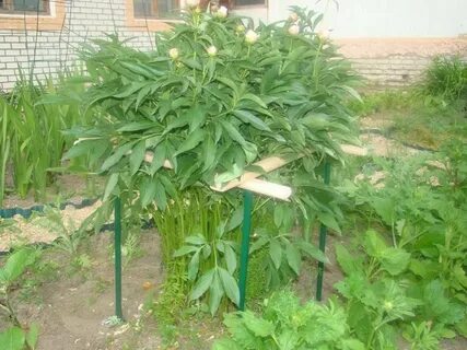 Когда нужно ставить подпорку для пионов
