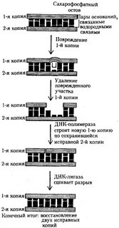 Дорепликативная репарация