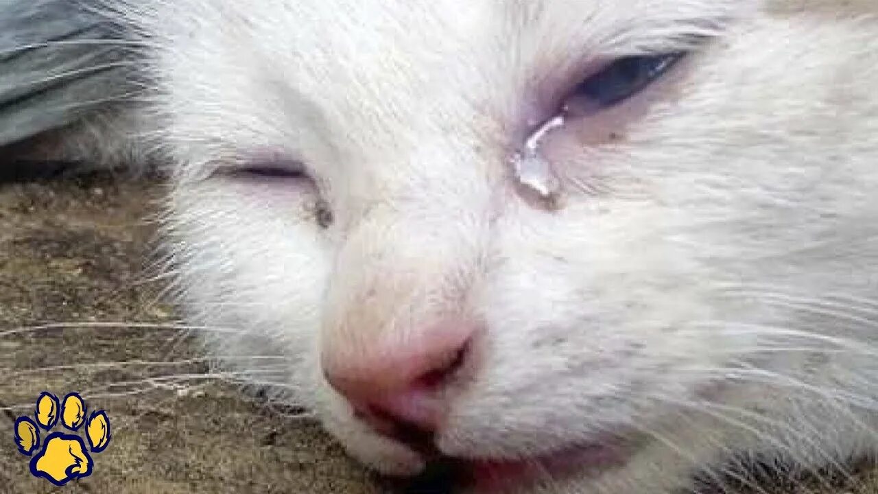 Грустный котик. Котик плачет. Кошки умеют плакать. Кошка плачет. Умеют ли коты плакать.