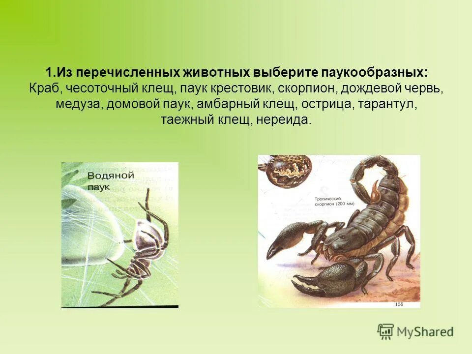 Класс паукообразные отряд клещи. Циклоп относится к классу паукообразных. Циклоп относится к классу паукообразных. Циклоп относится к классу паукообразных. Членистоногие паразиты животных.