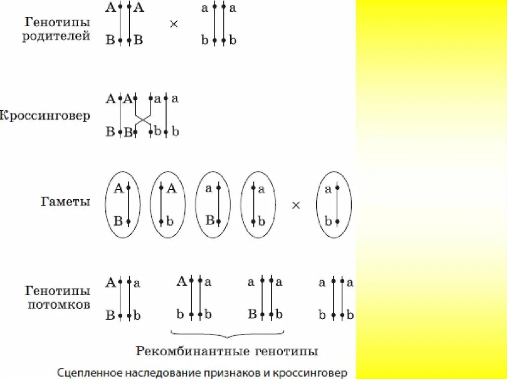 Схема решения задач на сцепленное наследование. Задачи на сцепленное наследование. Сцепленное наследование генов задачи. Решение задач на сцепленное наследование признаков.