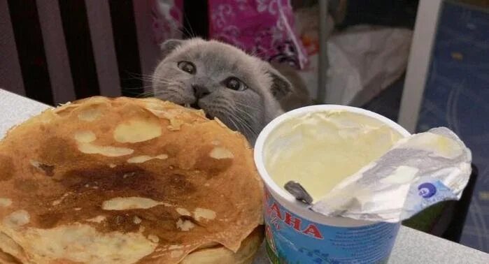 Блин выражение. Кот с блинами. кот с блинами на масленицу. смешные блины. кот ворует блины.