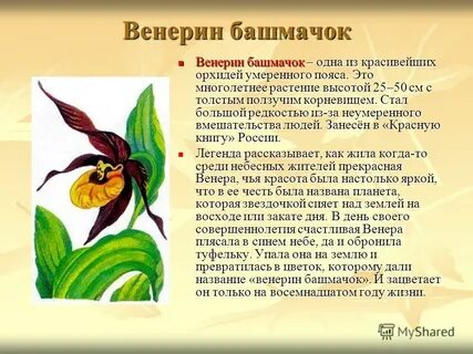 Венерин башмачок сообщение